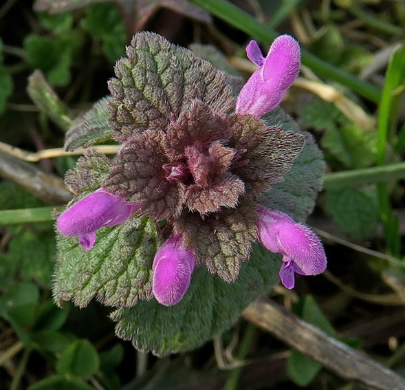 Lamium2a