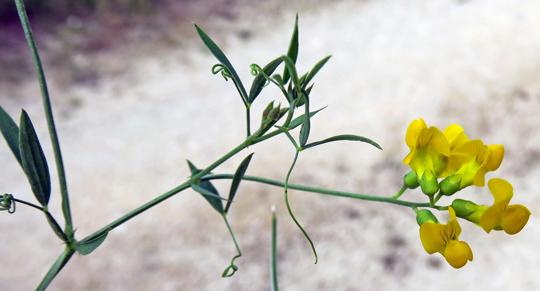 Lathyrus6c