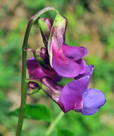 Lathyrus22b