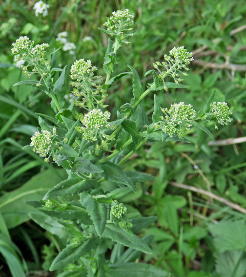 Lepidium1