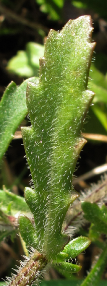 Leucanthemum1a