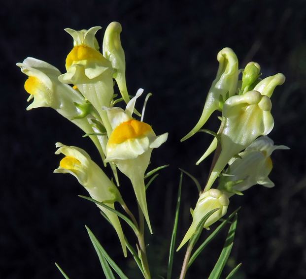 Linaria9b
