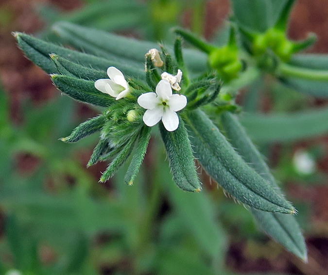 Lithospermum10