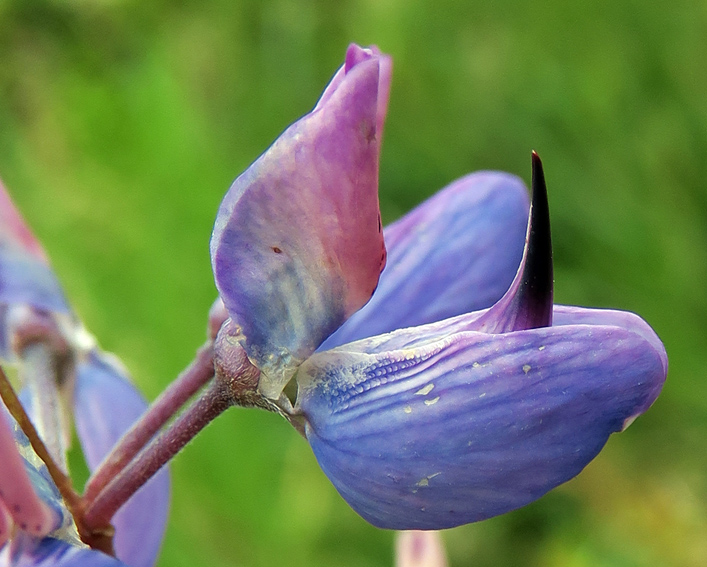 Lupinus3