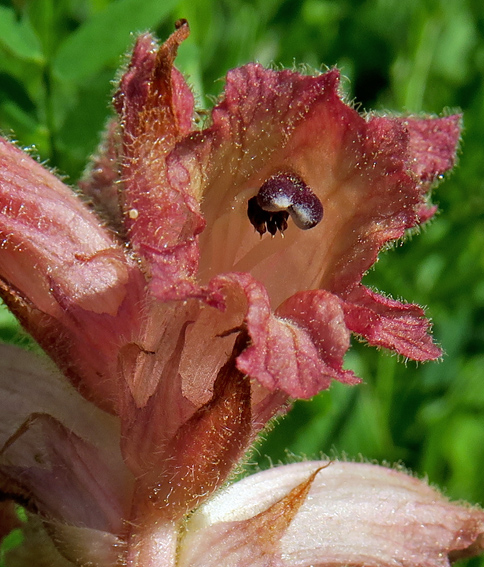 Orobanche8b