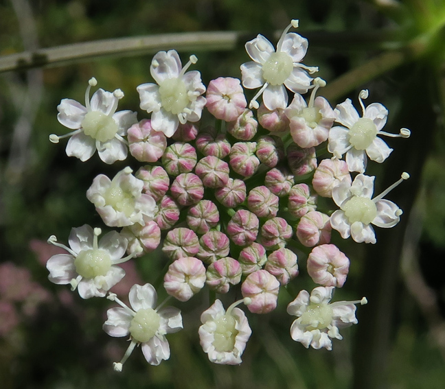 Peucedanum6a