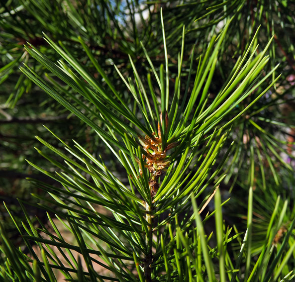 Pinus25