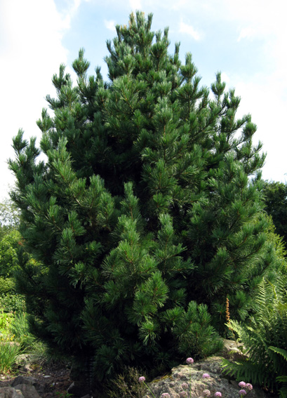 Pinus10