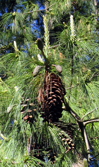 Pinus20