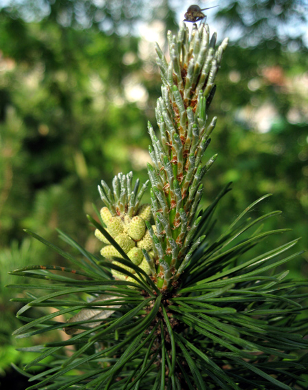 Pinus17