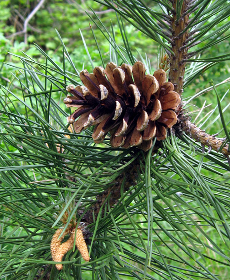 Pinus5