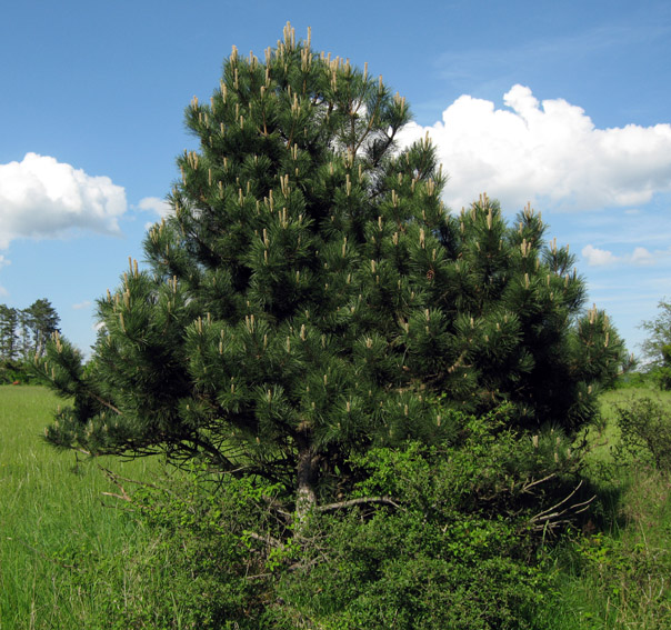 Pinus1