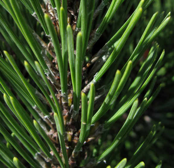 Pinus17b