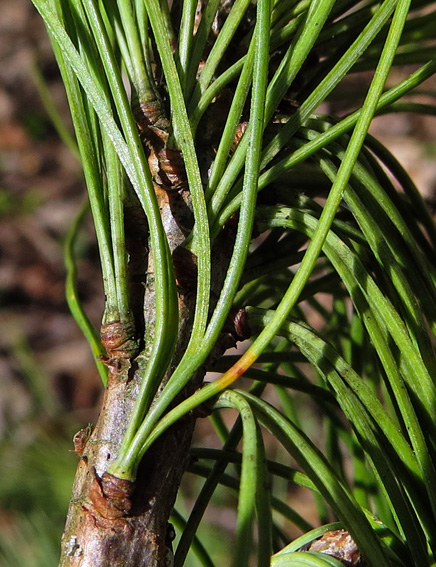 Pinus19a