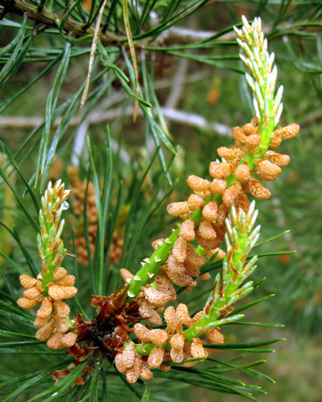 Pinus13