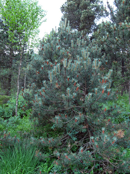 Pinus15a