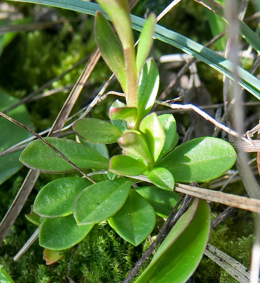 Polygala3d