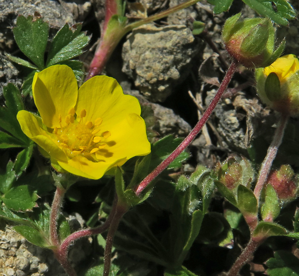 Potentilla4g