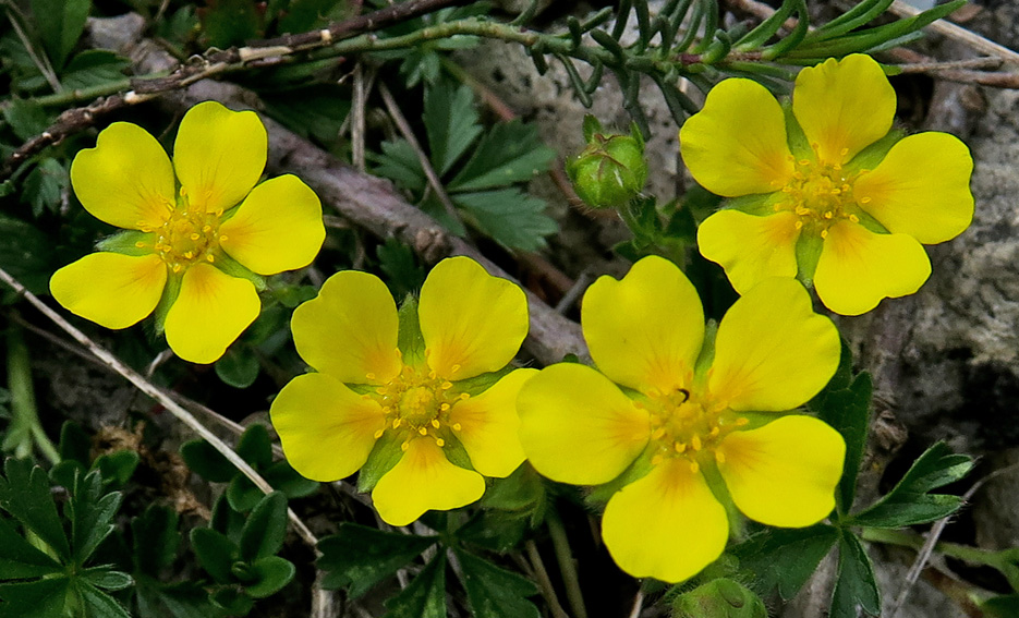 Potentilla3