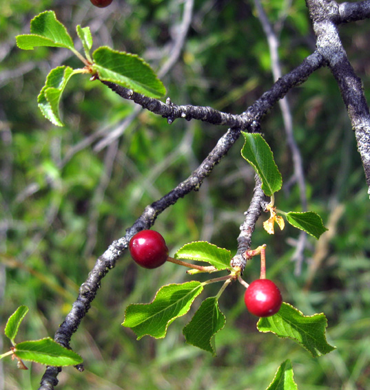 Prunus1