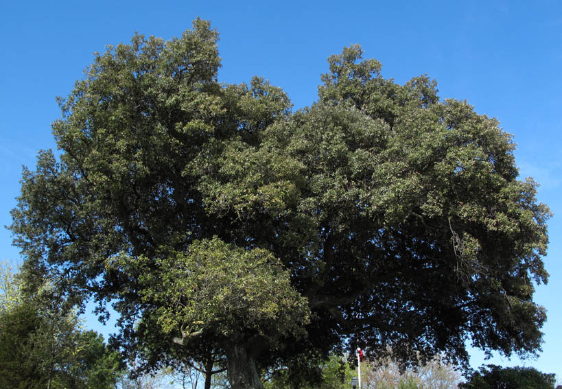 Quercus14a