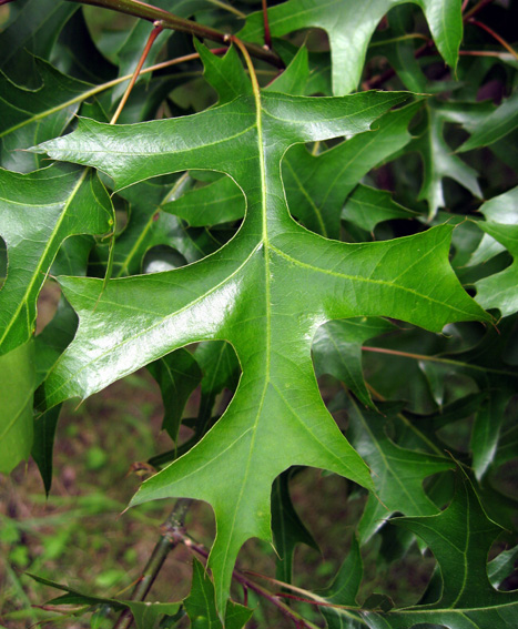 Quercus16