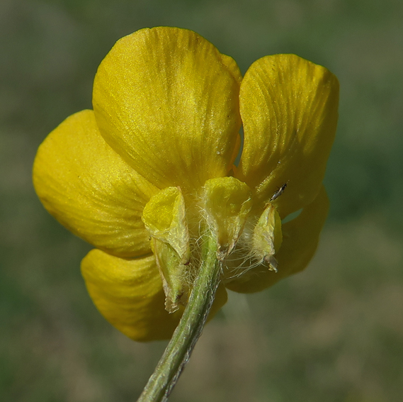 Ranunculus3