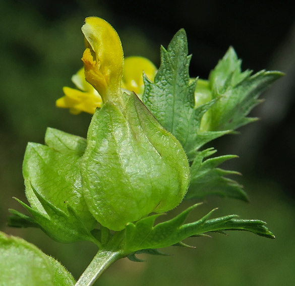 Rhinanthus6