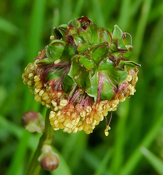 Sanguisorba2