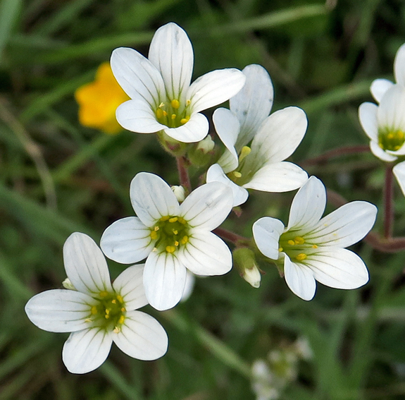 Saxifraga2a