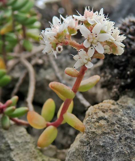 sedum1c