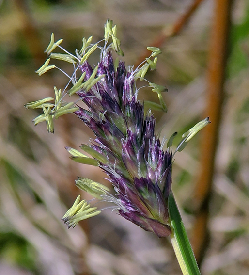 Sesleria4