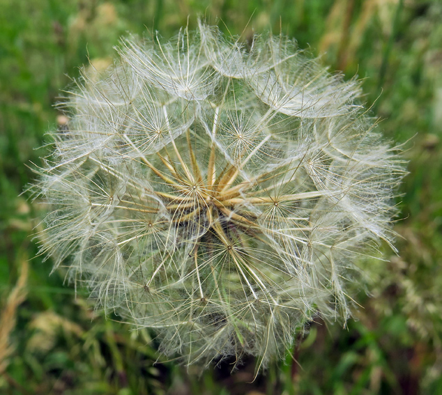 Tragopogon5a