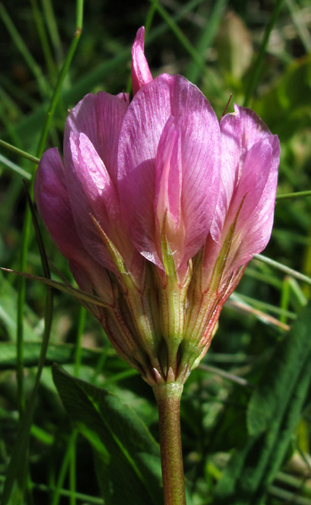 Trifolium18a
