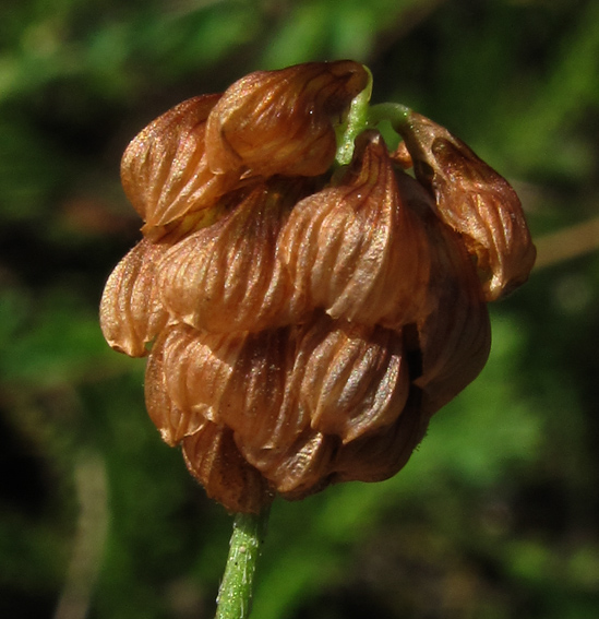 Trifolium12a