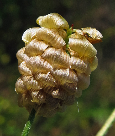 Trifolium12b