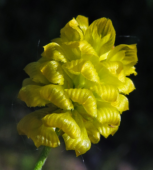 Trifolium11c