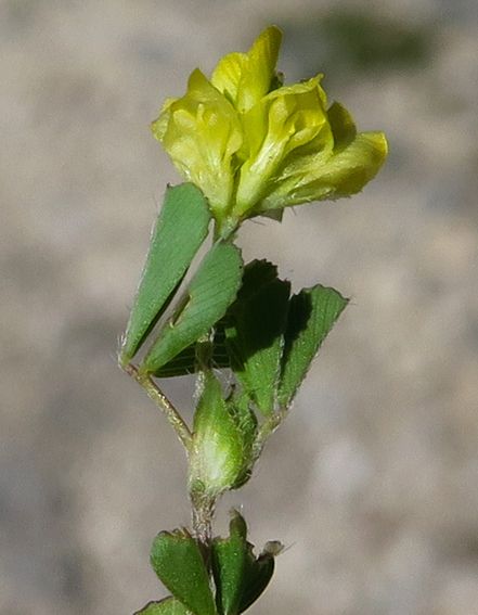 Trifolium35