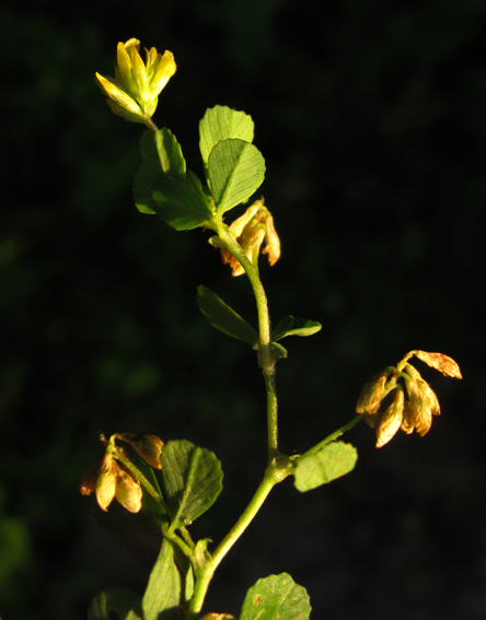 Trifolium34