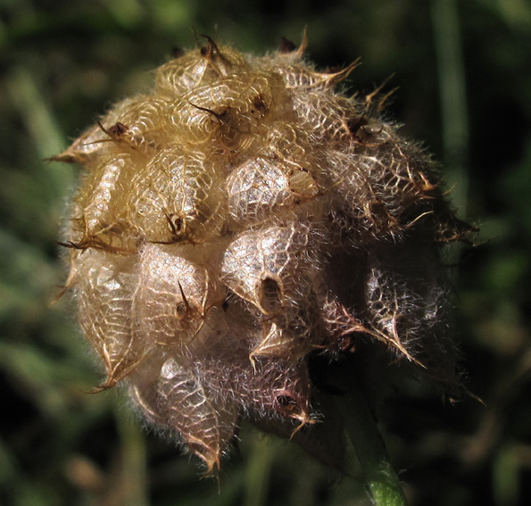 Trifolium33a