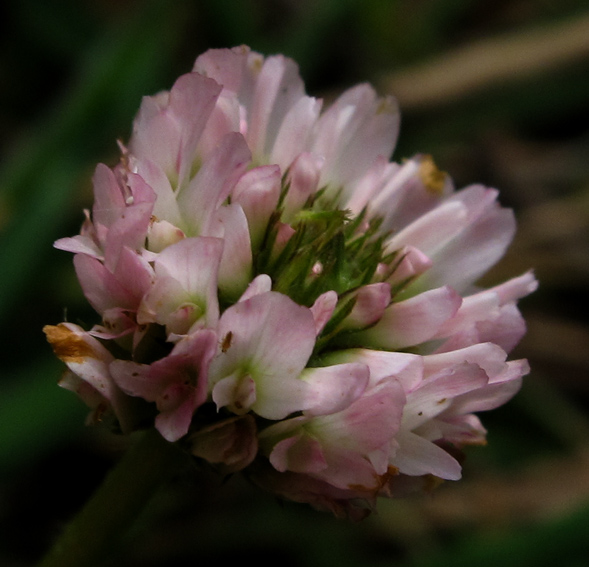 Trifolium32