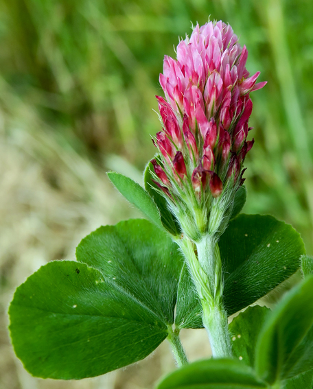 Trifolium17