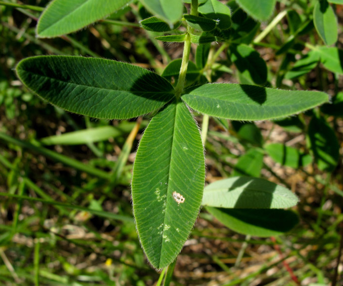 Trifolium25