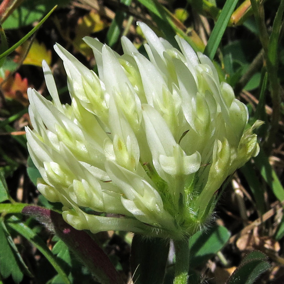Trifolium38b