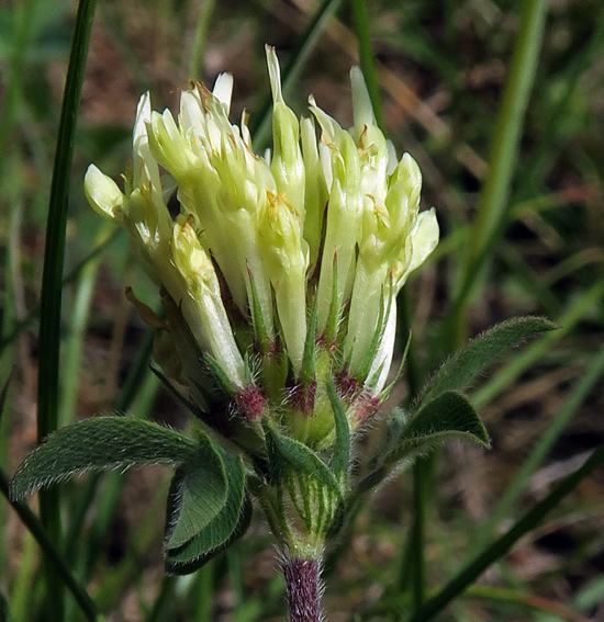 Trifolium52