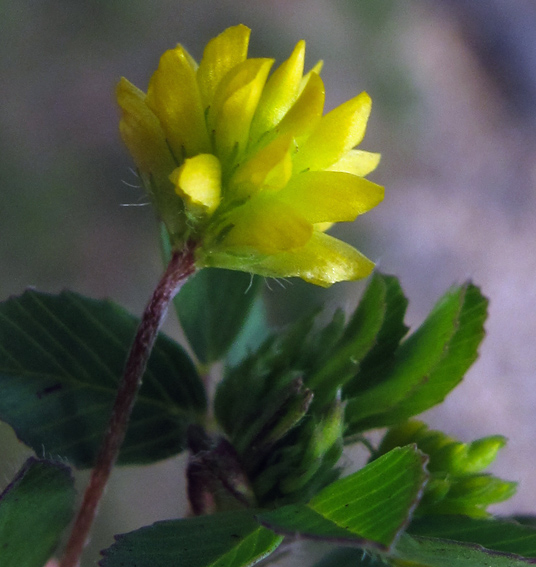 Trifolium44