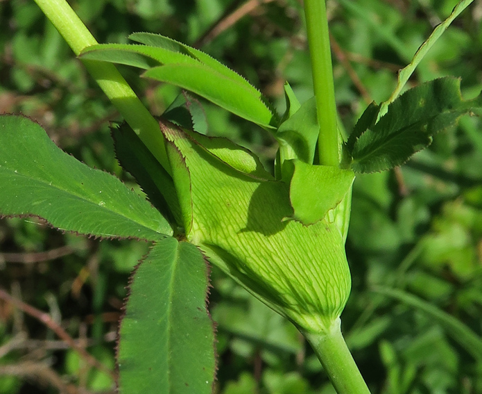 Trifolium6a