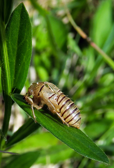 Cicadella