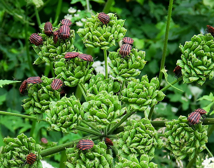 Graphosoma3