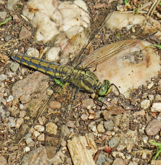 Orthetrum2